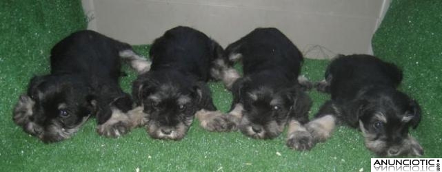 Schnauzers miniatura, cachorros de color negro plata !