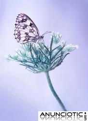 terapias de reiki, sanaci&oacute;n con cuarzos, otras terapias