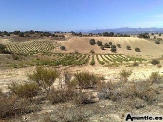 Finca 18.000m2 a 40Km de MADRID con PERMISO PARA CONSTRUIR por 31.000� (Tlf 608766239)