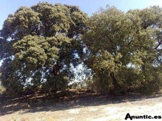 Finca 18.000m2 a 40Km de MADRID con PERMISO PARA CONSTRUIR por 31.000� (Tlf 608766239)