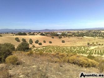 Finca 18.000m2 a 40Km de MADRID con PERMISO PARA CONSTRUIR por 31.000� (Tlf 608766239)