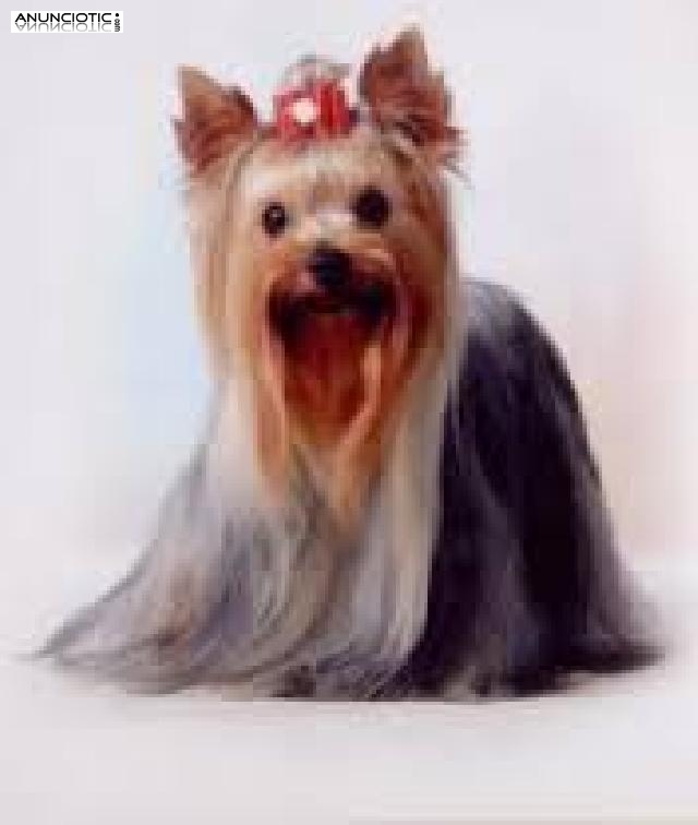 CURSO PELUQUERIA Y EDUCACION PERROS con pr&aacute;cticas, matr&iacute;cula GRATIS. 