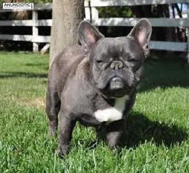 Regalo cachorros de bulldog Franc&eacute;s p&aacute;rr do aprobacion. (Carinelesly@gmail.