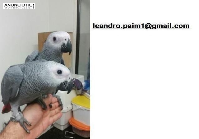 Yaco cola De Roja Loro Gris Africano Para La Adopci&oacute;n