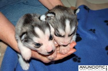 Un par de cachorros de husky siberiano para su aprobaci&oacute;n