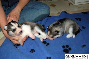 Un par de cachorros de husky siberiano para su aprobaci&oacute;n