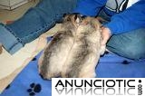 Un par de cachorros de husky siberiano para su aprobaci&oacute;n