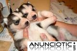 Un par de cachorros de husky siberiano para su aprobaci&oacute;n