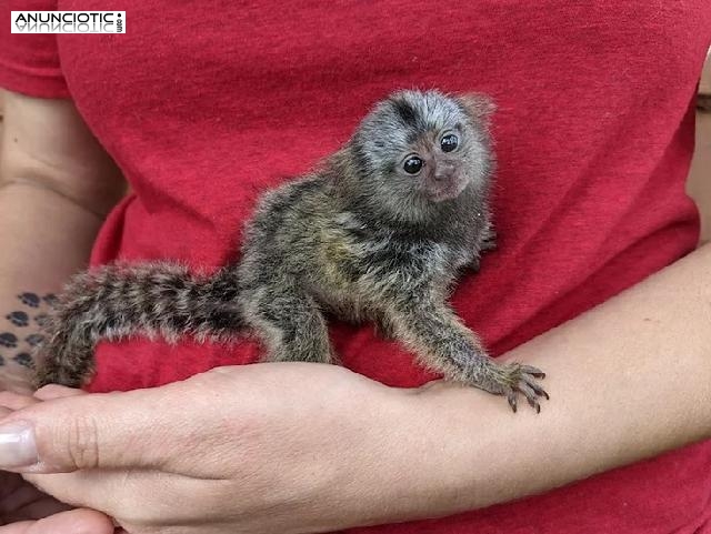 Tit&iacute; pigmeo beb&eacute; y monos capuchinos disponibles 