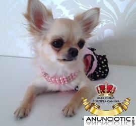 Collares para Perros Peque&Atilde;&plusmn;os
