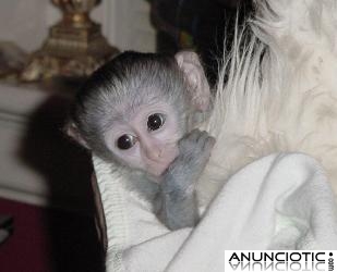 monos capuchinos beb&eacute; juguetones para su familia