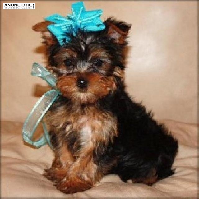 Regalo Yorkshire Terrier (Yorkie) cachorros para la adopci&oacute;n