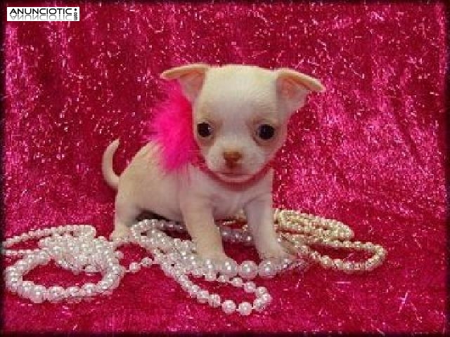 taza de t&eacute; chihuahua cachorros listos para la Navidad