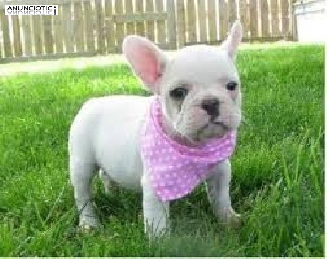 Bulldogs franceses adorables para Adopci&oacute;n