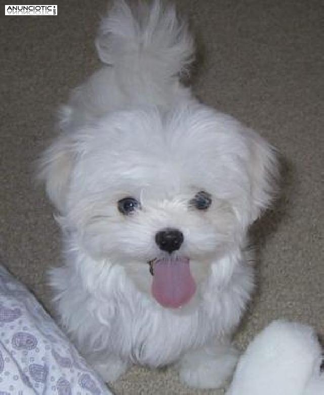  Regalo bichon maltes miniaturas‏ .
