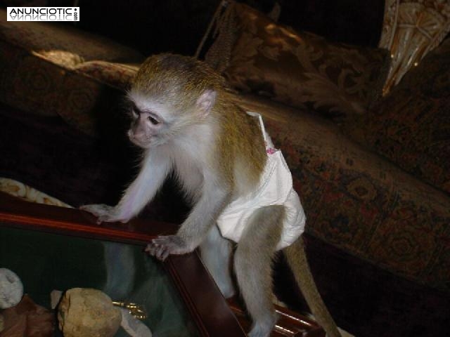  Inteligentes beb&eacute; Monos capuchinos para adopci&oacute;n