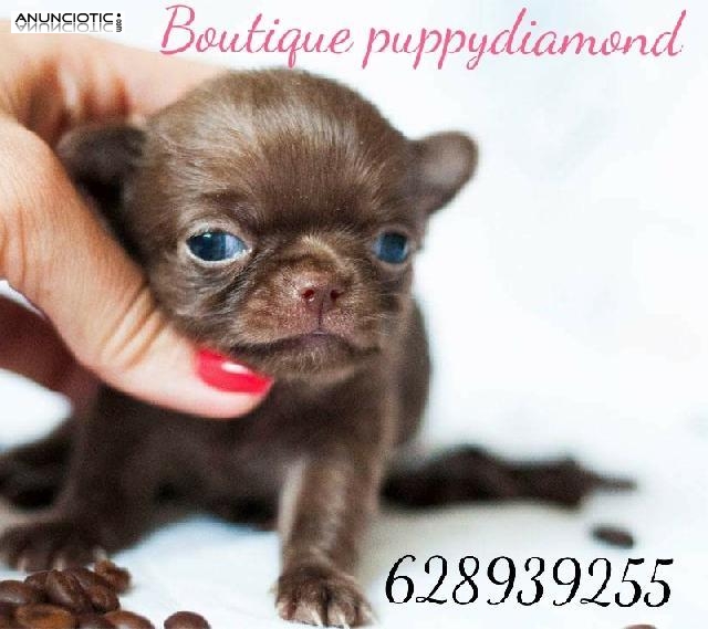 Puppydiamond boutique exclusiva