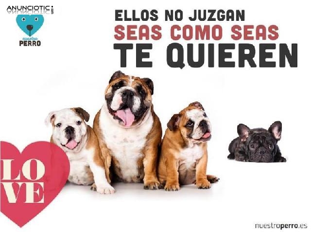 Nuestroperro, m&aacute;s que una tienda de mascotas