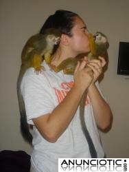 Beb&eacute; monos ardilla para casas buenas.