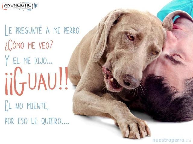 Nuestroperro, m&aacute;s que una tienda de mascotas 
