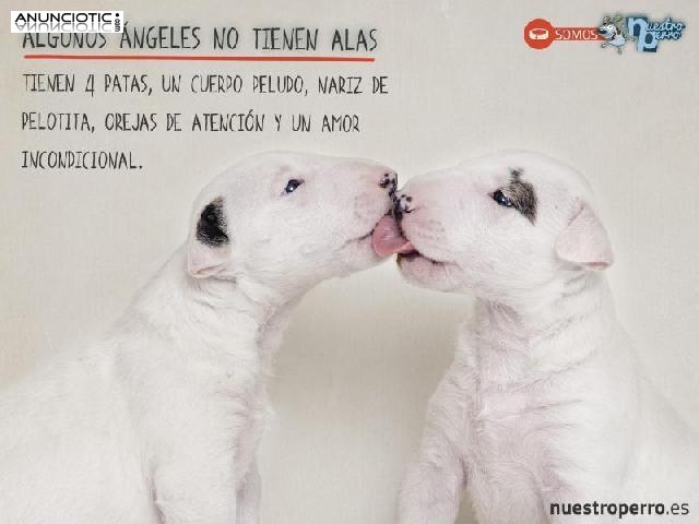 Nuestroperro, m&aacute;s que una tienda de mascotas 