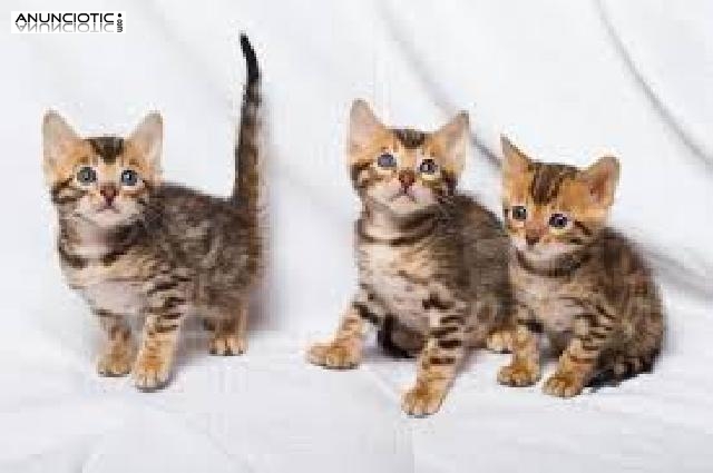 Regalo gatitos bengal&iacute; o bengal fantasticos