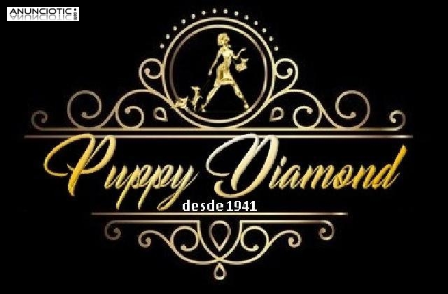 Puppy diamond chihuahua b maltés lulú p