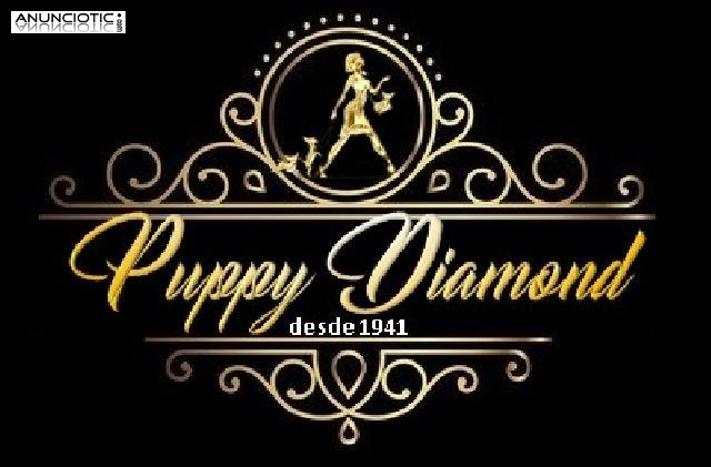 Puppy diamond chihuahua b malt&eacute;s lul&uacute; p