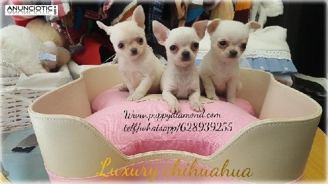 Puppy diamond chihuahua b malt&eacute;s lul&uacute; p