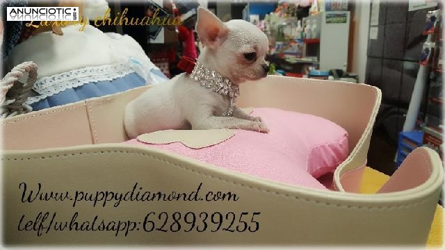 Puppy diamond chihuahua b malt&eacute;s lul&uacute; p
