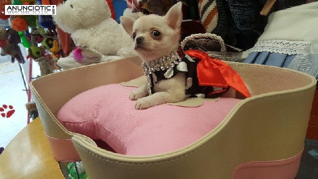 Puppy diamond chihuahua b malt&eacute;s lul&uacute; p