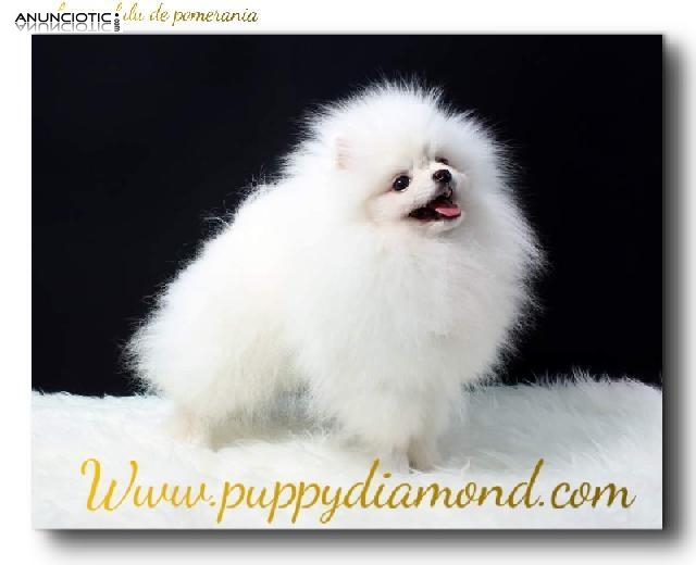 Luxury puppydiamond chihuahua lulu pom