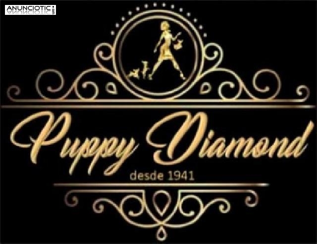 Luxury puppydiamond chihuahua lulu pom