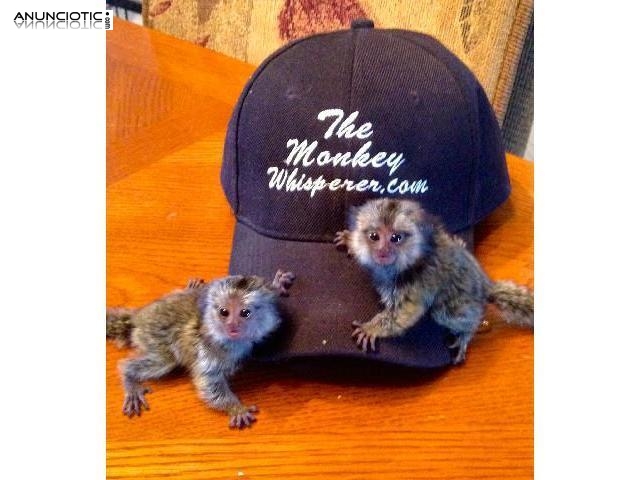 Tit&iacute; capuchin adorable y mono de ardilla para adopci&oacute;n
