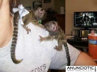 Cutest monos tití bebés para su adopción