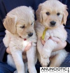 Golden Retriever Cachorros para adopcion.