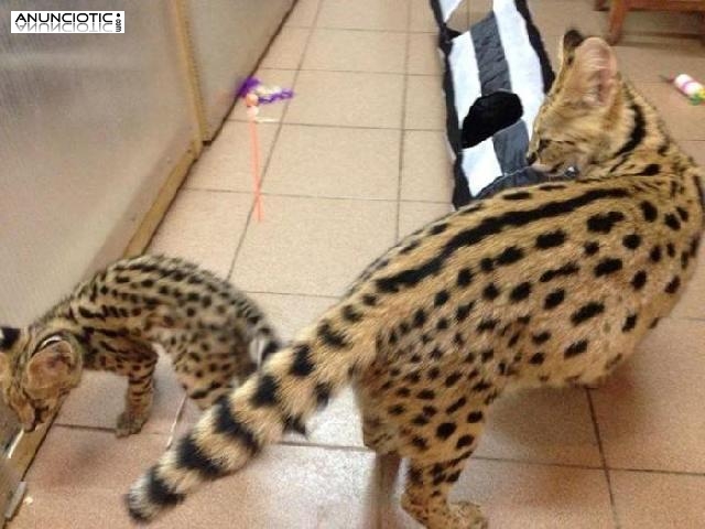 Hermosos gatitos Serval y F1 Savannah disponibles