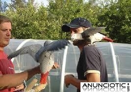 Regalo. loros grises africanos para su aprobaci&oacute;n