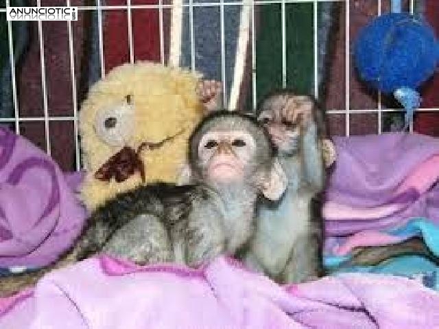 .monos capuchinos gemelos para la venta.