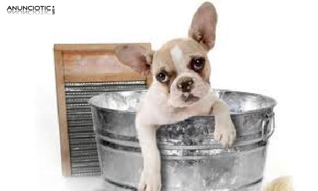  CURSO DE PELUQUERIA CANINA con pr&aacute;cticas, telefono 912796901