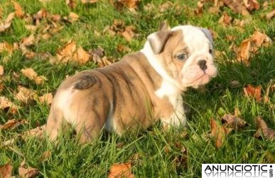 Dos hermosos cachorros bulldog Ingl&eacute;s
