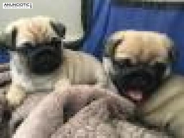 Dos polluelos adorables machos y hembras para adopci&oacute;n  