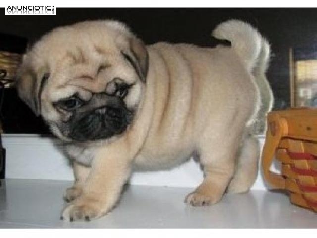 Dos polluelos adorables machos y hembras para adopci&oacute;n  