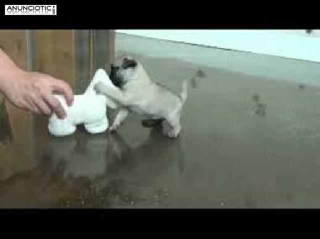 Dos polluelos adorables machos y hembras para adopci&oacute;n  