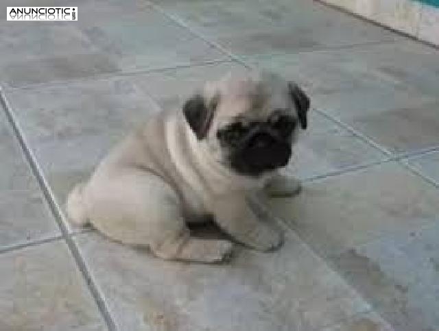 Dos polluelos adorables machos y hembras para adopci&oacute;n  