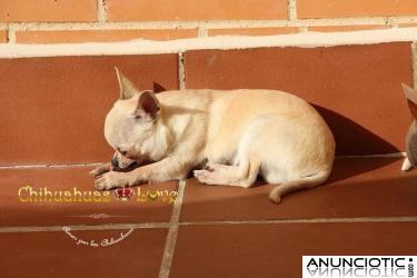 Si buscas un chihuahua peque&Atilde;&plusmn;o