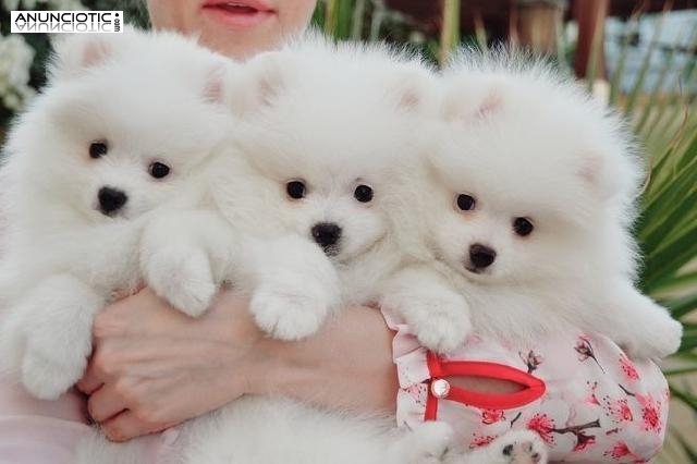 REGALO Pomerania Mini Toy Para Adopci&oacute;n