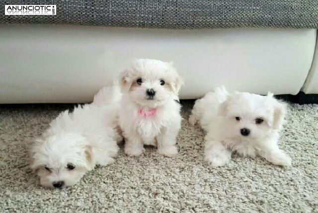 Regalo Cachorro de Bichon malt&eacute;s entrenado en casa para adopci&oacute;n