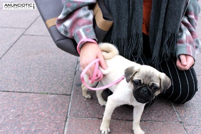 Dos polluelos adorables machos y hembras para adopci&oacute;n      