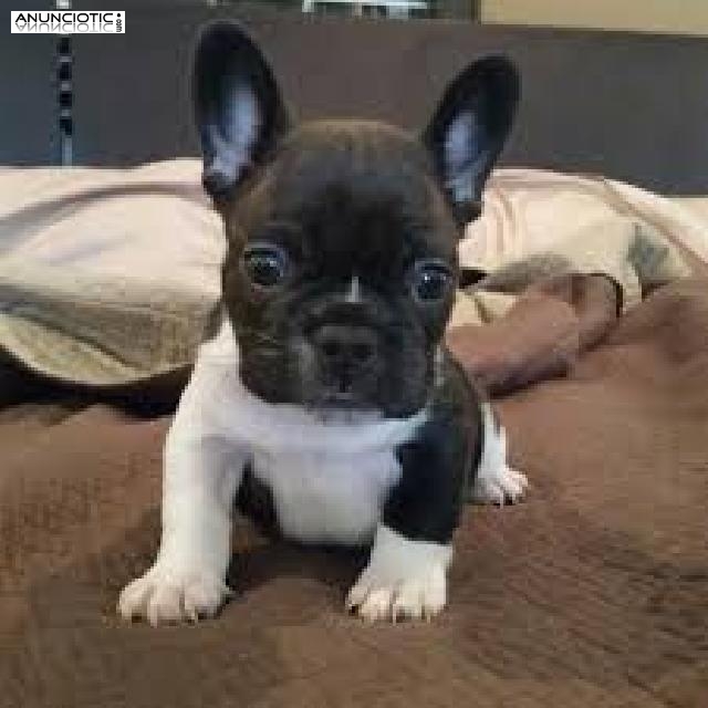 Cachorros de Bulldog Franc&eacute;s listos para adopci&oacute;n